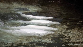 Four beluga whales, among the first batch of six to be transported to aquariums in the U.S., swim in a pool at the closed marine park Marineland Canada in Niagara Falls, Ontario, Canada July 20, 2026.   Georgia Aquarium/Handout via REUTERS THIS IMAGE