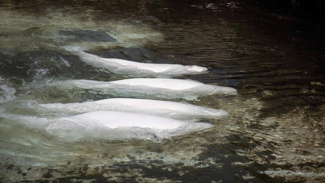 Four beluga whales, among the first batch of six to be transported to aquariums in the U.S., swim in a pool at the closed marine park Marineland Canada in Niagara Falls, Ontario, Canada July 20, 2026.   Georgia Aquarium/Handout via REUTERS THIS IMAGE