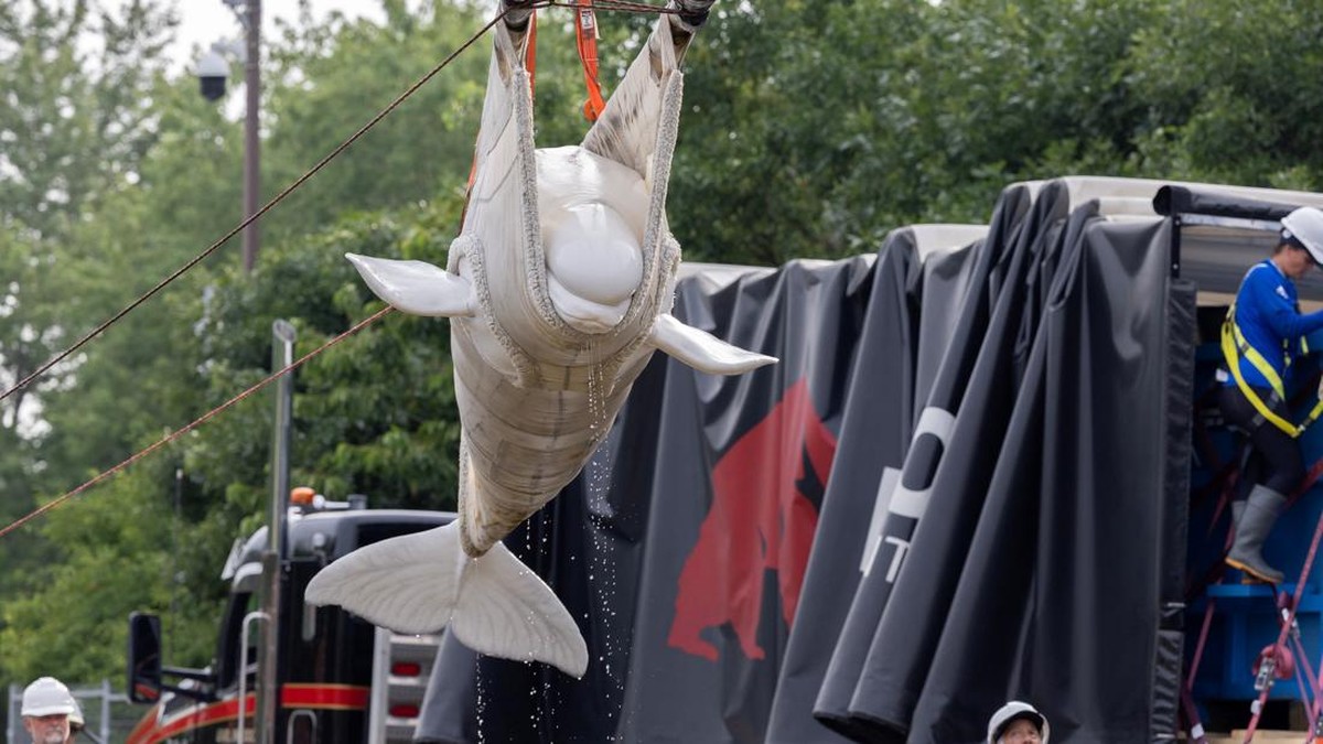Members of the relocation team from Chicago's Shedd Aquarium use a sling to move a beluga whale, one of the first batch of six to be transported to aquariums in the U.S., at the closed marine park Marineland Canada in Niagara Falls, Ontario, Canada J