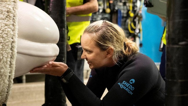 A member of the relocation team from Chicago's Shedd Aquarium touches a beluga whale, one of the first batch of six to be transported to aquariums in the U.S., after its relocation from the closed marine park Marineland Canada to the Shedd Aquarium i