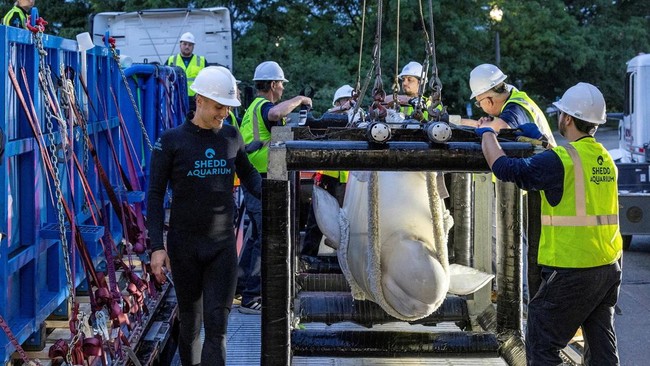 Members of Chicago's Shedd Aquarium use a sling to move a beluga whale, one of the first batch of six to be transported to aquariums in the U.S., after its relocation from the closed marine park Marineland Canada to the Shedd Aquarium in Chicago, Ill