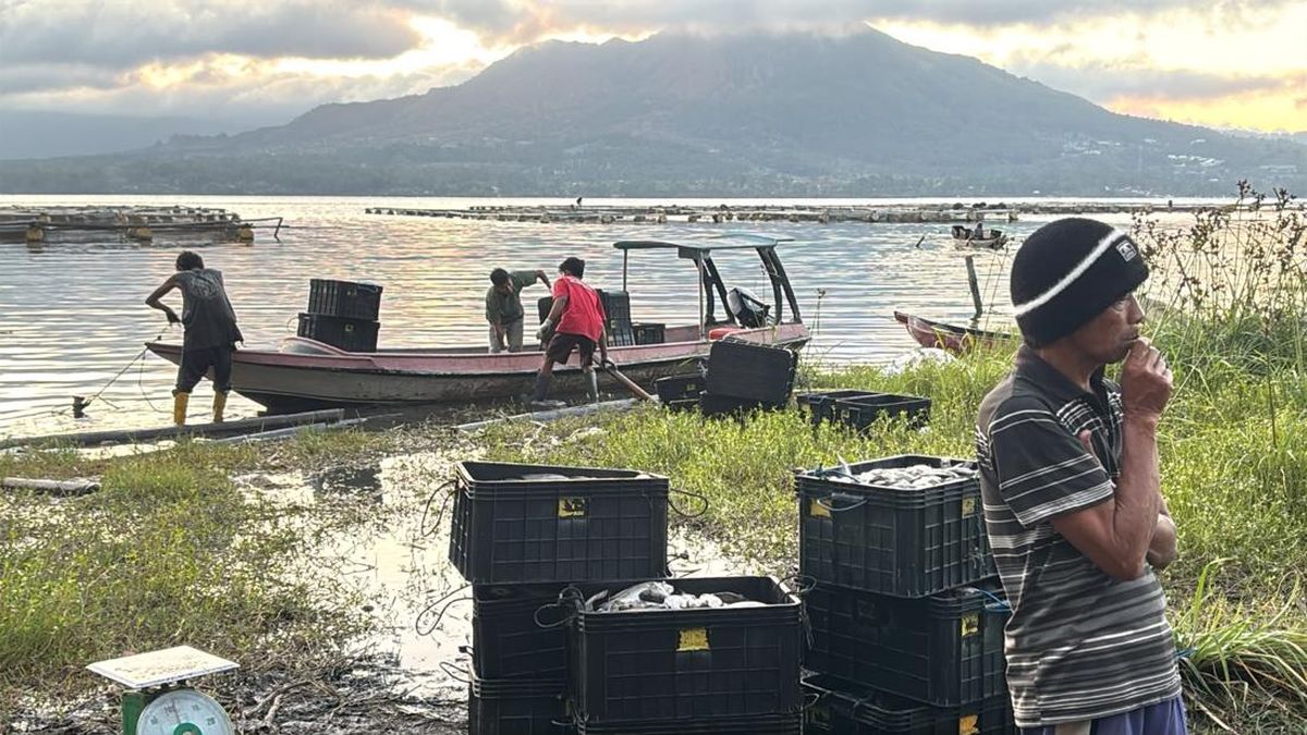Fenomena Letupan Belerang di Danau Batur, 25 Ton Ikan Nila Ternak Mati