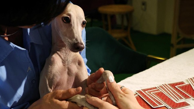 Ahn Hye-joo and her dog Khan get a pet tarot reading at a pet tarot cafe in Seoul, South Korea, July 16, 2026.   REUTERS/Kim Hong-Ji