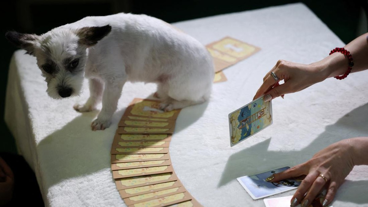 Ryu Su-mi's pet dog E seul gets a pet tarot reading at a pet tarot cafe in Seoul, South Korea, July 16, 2026.   REUTERS/Kim Hong-Ji