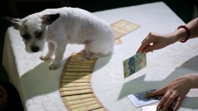 Tren baru ramalan tarot untuk hewan peliharaan tengah melanda melanda di Korea Selatan.