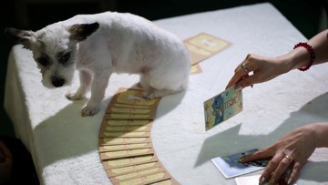 Jasa Ramalan Tarot Buat Hewan Peliharaan Semakin Laris di Korsel