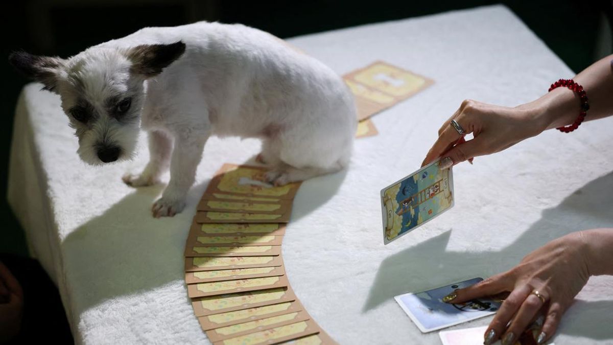 Jasa Ramalan Tarot Buat Hewan Peliharaan Semakin Laris di Korsel