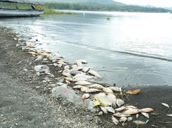 Belerang Meluap, Bangkai Ikan Red Devil Berceceran di Tepi Danau Batur