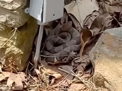Beli Rumah Impian Berubah Jadi Kerajaan Ular