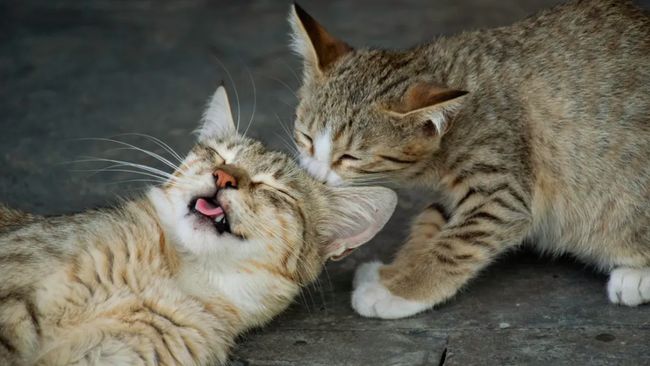Penyebab kucing stres