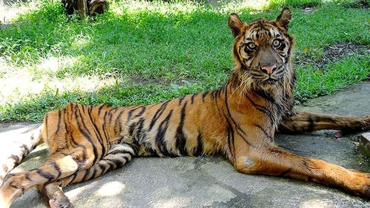 Kebun Binatang Surabaya Akui Foto Viral Harimau Kurus: Satwa Sumbangan