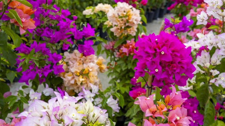 Bougainvillea flowers