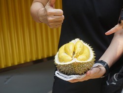 Berburu Durian Musang King Langsung di Kampung Halamannya