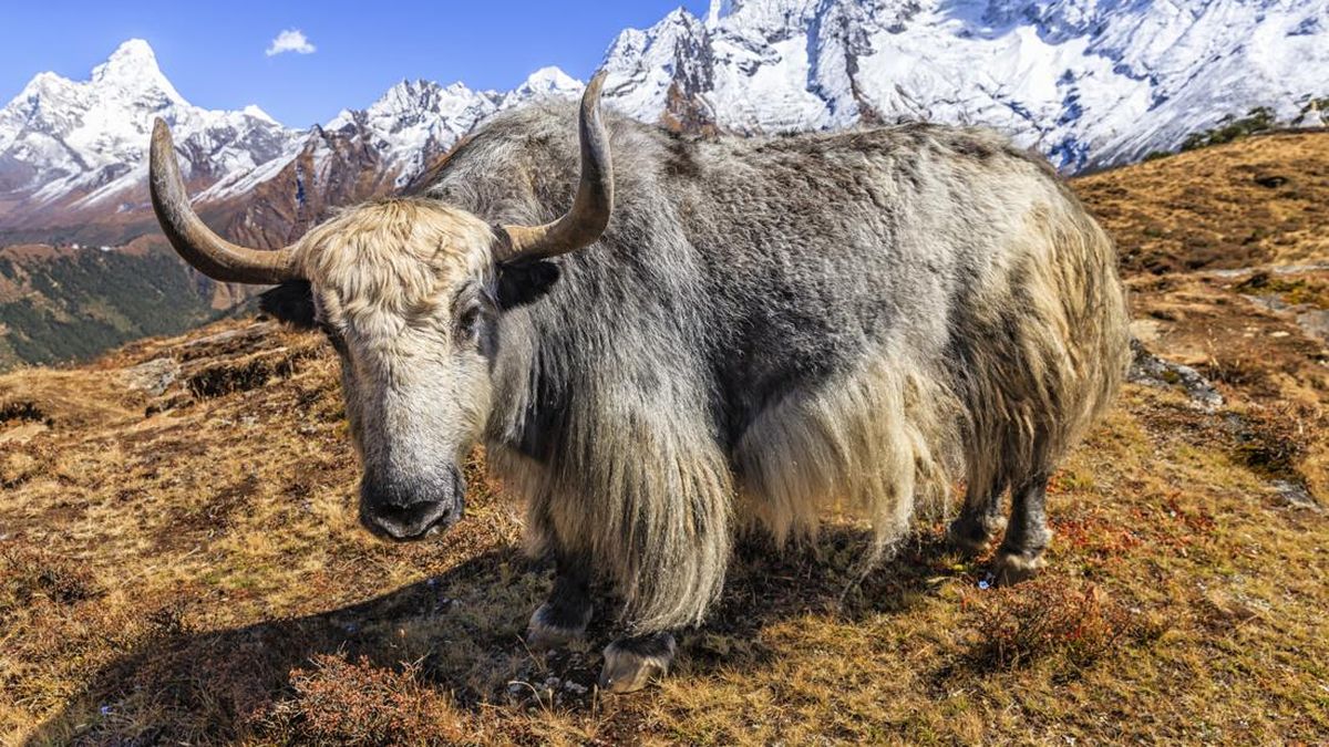 Proyek 'Misterius' China Lahirkan Hewan Yak Tibet Hasil Kloning