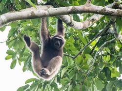 Owa Kalawat, Primata Setia dan Pelantun Simfoni Fajar Kalimantan