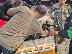 Polhut Gagalkan Perdagangan Siamang dalam Keranjang Roti di Binjai, 1 Ditangkap