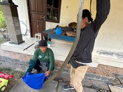 Viral King Kobra 3,2 Meter Nyaris Serang Lansia di Tabanan