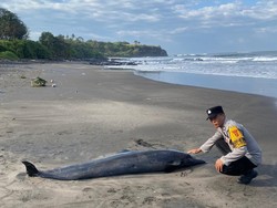 Lumba-Lumba Berbobot 100 Kg Terdampar di Pantai Soka Tabanan