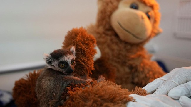 Viral Anak Lemur Pilih Peluk Boneka Usai Ditolak Ibunya