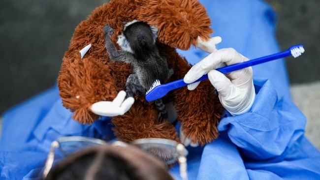 Viral Anak Lemur Pilih Peluk Boneka Usai Ditolak Ibunya