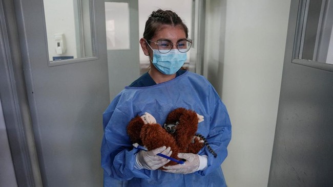 Viral Anak Lemur Pilih Peluk Boneka Usai Ditolak Ibunya