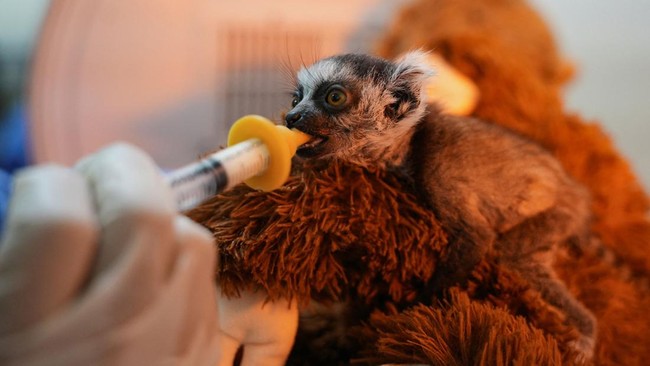 Viral Anak Lemur Pilih Peluk Boneka Usai Ditolak Ibunya