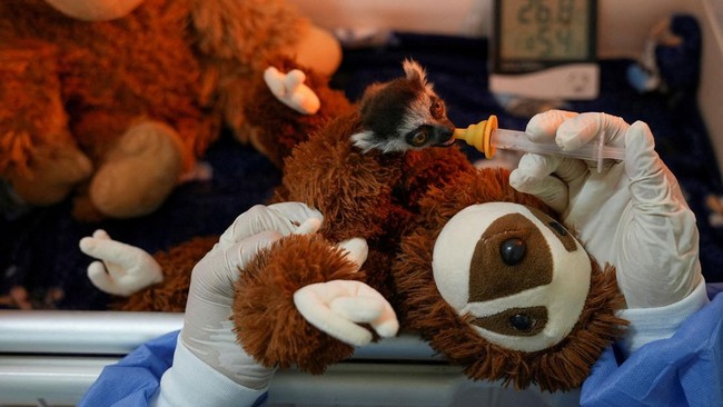 Viral Anak Lemur Pilih Peluk Boneka Usai Ditolak Ibunya