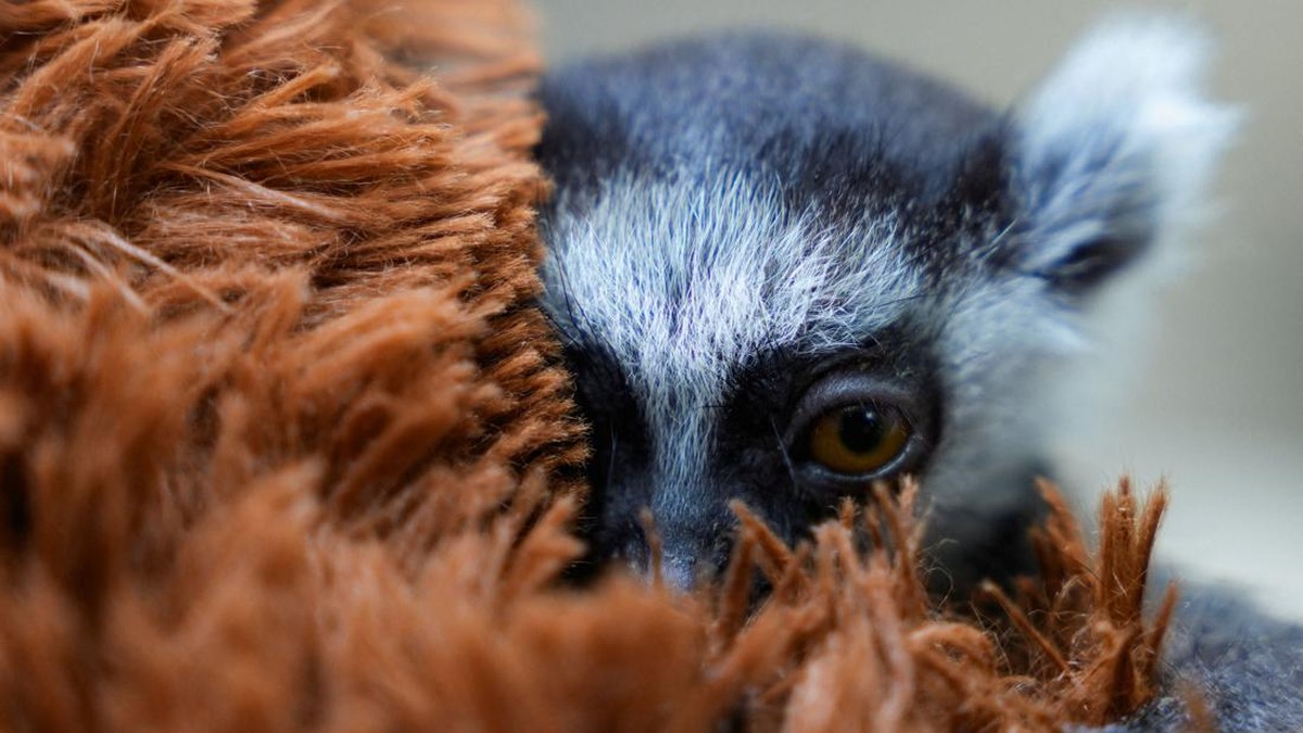 Viral Anak Lemur Pilih Peluk Boneka Usai Ditolak Ibunya