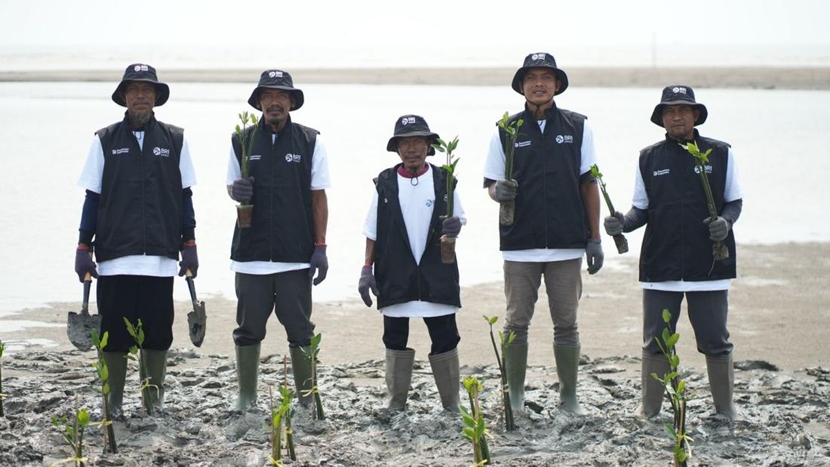 Libatkan Kelompok Tani dan Nelayan, BRI Peduli Tanam 24.000 Mangrove