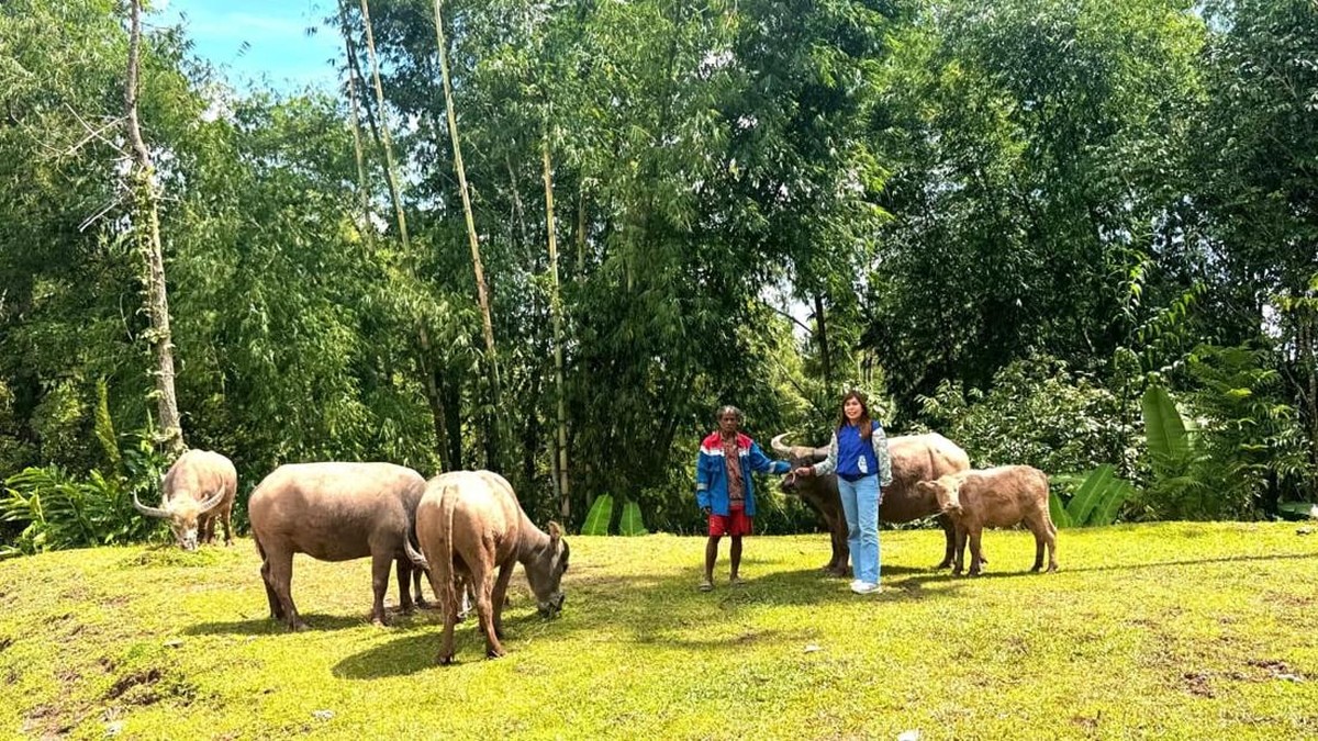 Upaya Mantri BRI Hadirkan Akses Perbankan di Pegunungan Toraja Utara