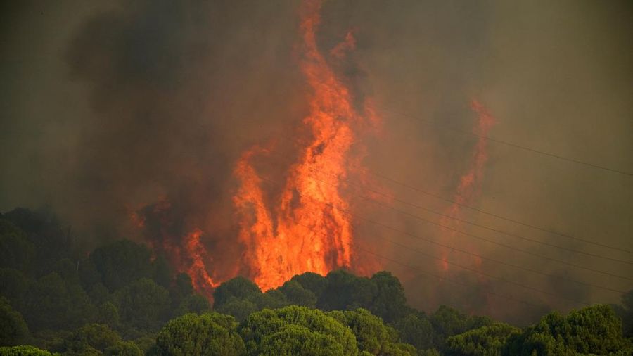 kebakaran rimba di San Martin de Valdeiglesias, Avila, Spanyol, Minggu (26/7/2026). (REUTERS/Ana Beltran)