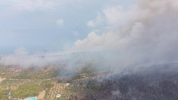 Kebakaran Hutan Italia Diduga Disengaja Gunakan Cara Keji Pakai Kucing