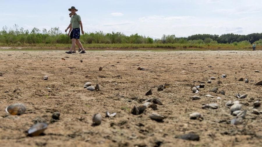 Orang-orang melangkah melewati cangkang kerang di tepian pasir nan baru muncul di Sungai Danube saat permukaan air menurun selama cuaca panas dan kondisi kering nan berkepanjangan, di Apatin, Serbia, 26 Juli 2026.