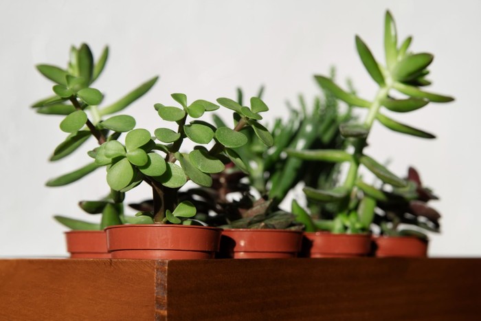 Cara mudah menarik kekayaan menurut feng shui adalah menambahkan tanaman di meja kerja. Warna hijau pada tanaman memberikan kehidupan pada suatu ruangan.