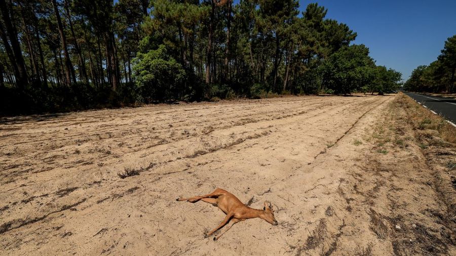 A dead animal lies next to a road, amid drought conditions following a heatwave and water shortages across much of France, in Biscarrosse, Landes departement, France, July 28, 2026. REUTERS/Yves Herman