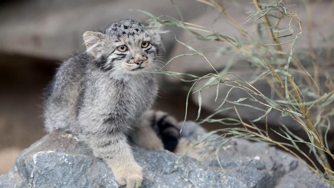 A Pallas's cat kitten, a species considered to be the world's oldest living feline, is seen in its enclosure at Kobe Animal Kingdom in Kobe on July 27, 2026. Pallas's cat Azu gave birth to five kittens on May 12. (Photo by PAUL MILLER / AFP)
