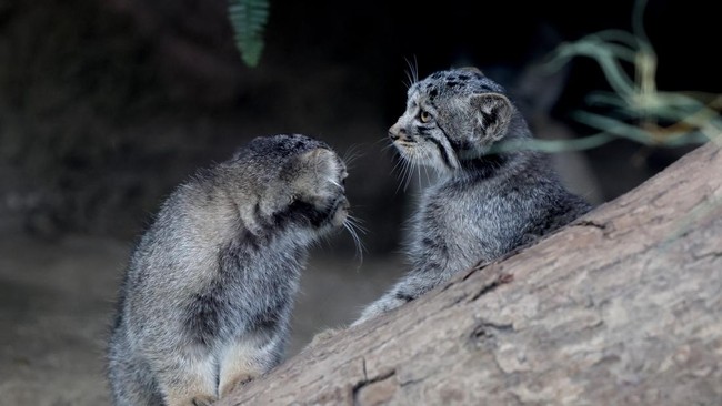 Pallas's cat kittens, a species considered to be the world's oldest living feline, are seen in their enclosure at Kobe Animal Kingdom in Kobe on July 27, 2026. Pallas's cat Azu gave birth to five kittens on May 12. (Photo by PAUL MILLER / AFP)