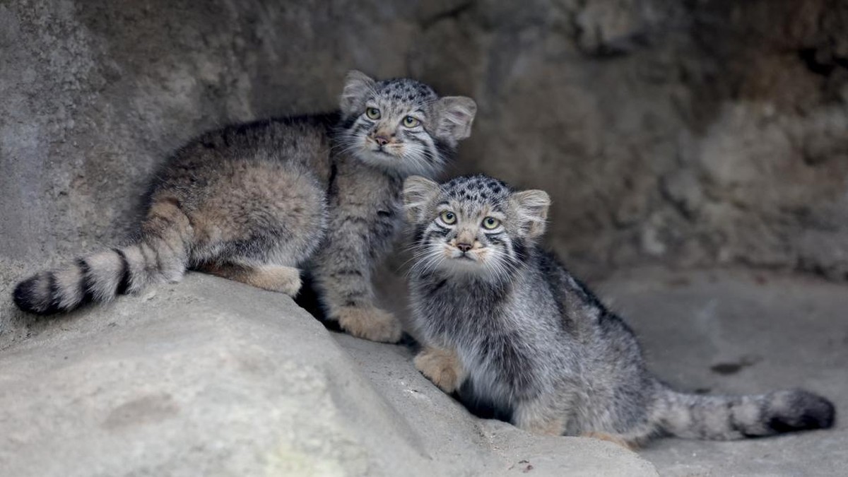 Pallas's cat kittens, a species considered to be the world's oldest living feline, are seen in their enclosure at Kobe Animal Kingdom in Kobe on July 27, 2026. Pallas's cat Azu gave birth to five kittens on May 12. (Photo by PAUL MILLER / AFP)