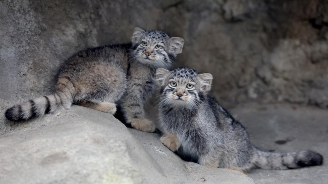 Pallas's cat kittens, a species considered to be the world's oldest living feline, are seen in their enclosure at Kobe Animal Kingdom in Kobe on July 27, 2026. Pallas's cat Azu gave birth to five kittens on May 12. (Photo by PAUL MILLER / AFP)