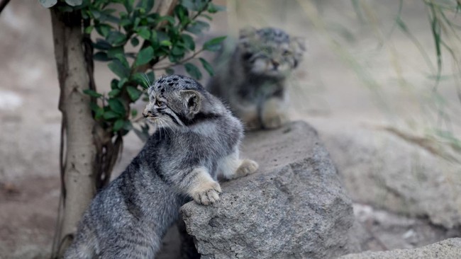 Pallas's cat kittens, a species considered to be the world's oldest living feline, are seen in their enclosure at Kobe Animal Kingdom in Kobe on July 27, 2026. Pallas's cat Azu gave birth to five kittens on May 12. (Photo by PAUL MILLER / AFP)