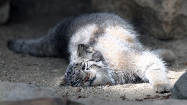 Pallas's cat Azu, a species considered to be the world's oldest living feline, is seen in her enclosure at Kobe Animal Kingdom in Kobe on July 27, 2026. Pallas's cat Azu gave birth to five kittens on May 12. (Photo by PAUL MILLER / AFP) / The erroneo