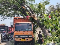 Lalu Lintas Pantura Cirebon Macet Mengular gegara Pohon Timpa Truk