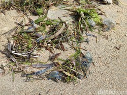 Serangan Ubur-ubur Botol Biru Beracun di Pantai Sanur