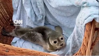 Aksi Penyelamatan Anak Anjing Laut yang Tersesat di Belgia.