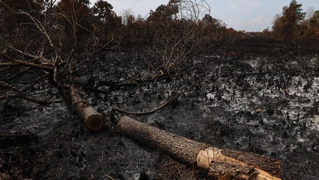Kalimantan Barat Siaga Darurat Karhutla Hingga November