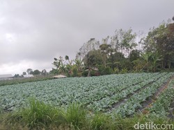 Banjar Juwuk Legi-Desa Batunya, Daerah Penghasil Sayuran dan Jeruk