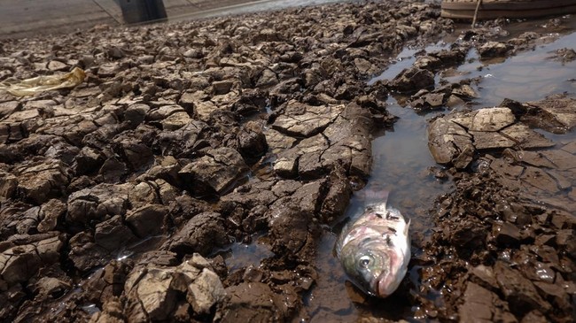 Seekor ikan mati di area waduk yang mengalami penyusutan air saat kemarau di Waduk Delingan, Kabupaten Karanganyar,Jawa Tengah, Senin (27/7/2026). Badan Meteorologi, Klimatologi, dan Geofisika (BMKG) memprakirakan puncak musim kemarau di Jawa Tengah