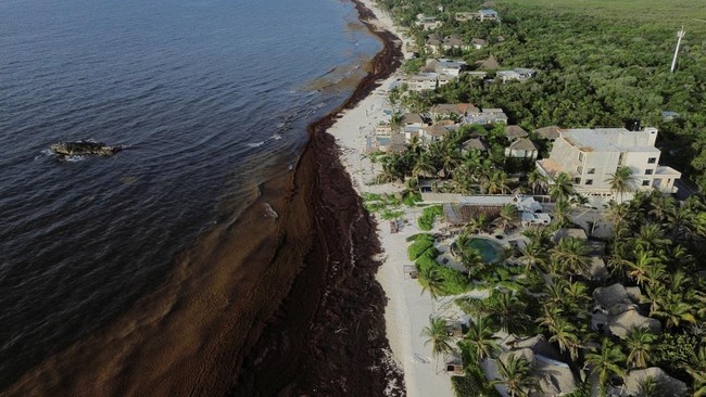 Sebuah pemandangan dari drone memperlihatkan pantai yang dipenuhi rumput laut sargassum di sepanjang pesisir Karibia Meksiko, di mana penumpukan yang semakin parah akibat perubahan iklim membuat para pengunjung enggan datang dan mengancam usaha-usaha