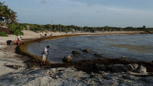 Sejumlah orang membersihkan rumput laut sargassum dari sebuah pantai di sepanjang pesisir Karibia Meksiko, di mana penumpukan yang semakin parah akibat perubahan iklim membuat para pengunjung enggan datang