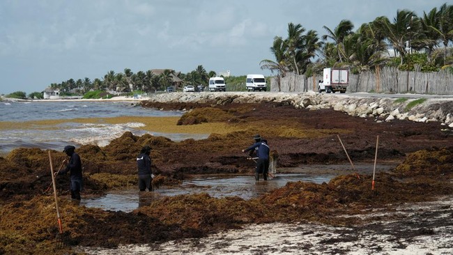 Anggota Angkatan Laut Meksiko membersihkan rumput laut sargassum dari sebuah pantai di sepanjang pesisir Karibia Meksiko, di mana penumpukan yang semakin parah menyebabkan para pengunjung menjauh dan mengancam usaha-usaha yang bergantung pada pariwis